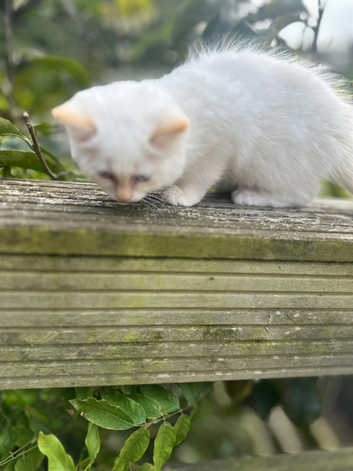 Gorgeous Girls- super fluffy ragdolls ready now