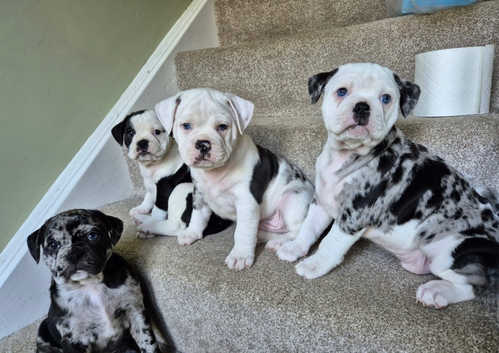 English Bulldog Puppies and Dogs for sale in Cornwall Freeads