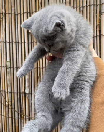 British Shorthair Kittens and Cats for sale in Iver Freeads