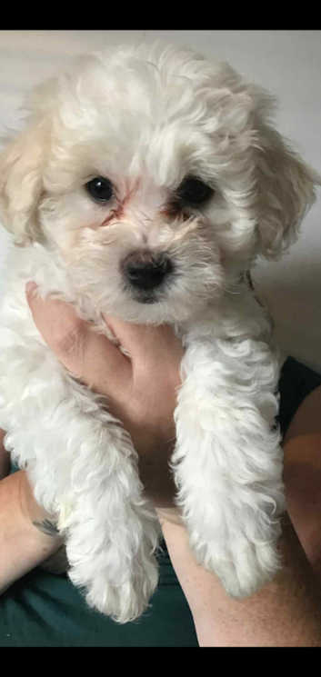 Frise Rescue Bichon Frise Dog Price Bichon Frise Rescue Small Paws