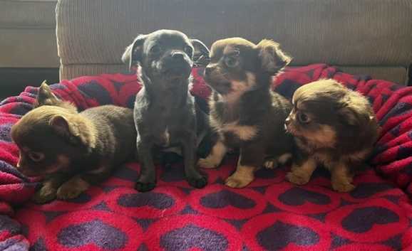 Chihuahua Puppies and Dogs for sale in Leicester Freeads