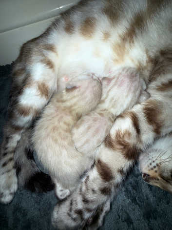Snow Bengal baby kittens