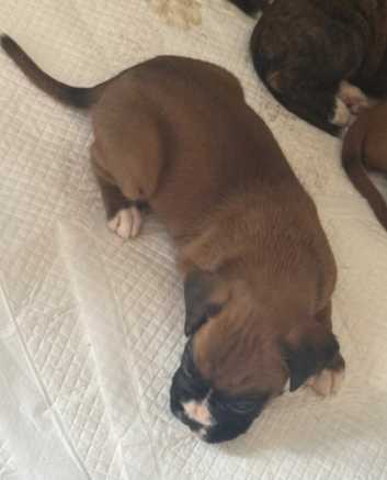 Month Old 12 Week Old Boxer Puppy Weight Vivid Arts Frost Proof