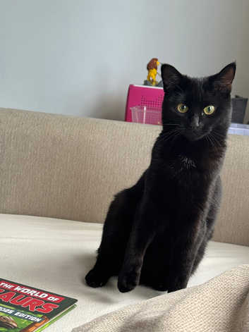 Bombay Kittens and Cats for sale in Northern Ireland Freeads