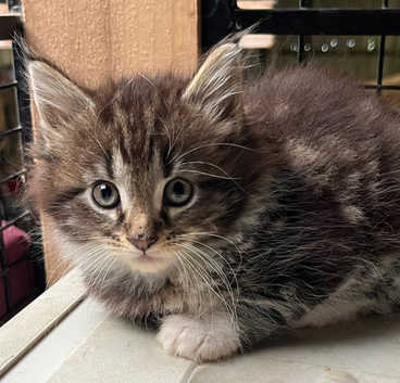 Maine Coon Long Haired Tuxedo Kittens For Sale Meet Nana: Cute