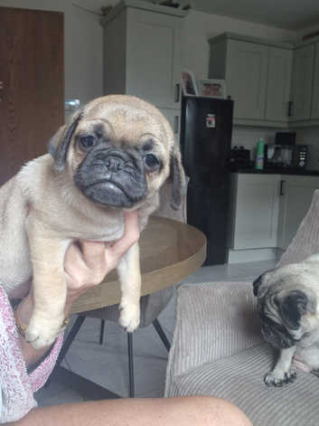 Pug Puppies and Dogs for sale in South Ayrshire Freeads