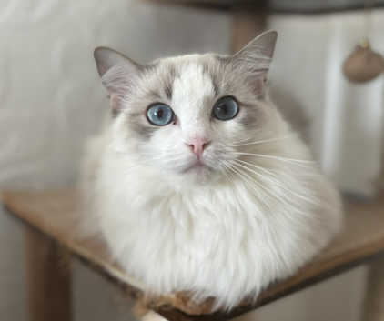 Ragdoll Kittens and Cats for sale in Carlisle Freeads