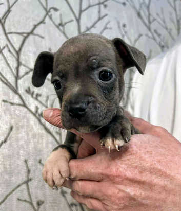 Staffy in Huddersfield Pets Freeads