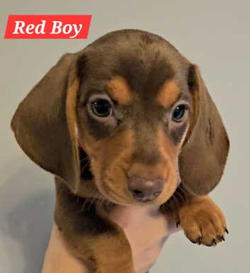 Miniature Dachshunds Ready for their new homes