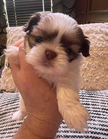 Shih Tzu Puppies and Dogs for sale in Wrexham Freeads