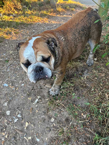English Bulldogs Puppies and Dogs for sale in Leatherhead Freeads