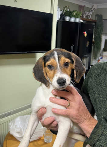 Beagles Puppies and Dogs for sale in Paignton Freeads