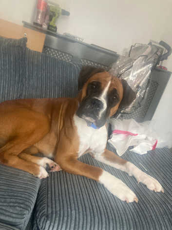 Boxer Puppies and Dogs for sale Freeads