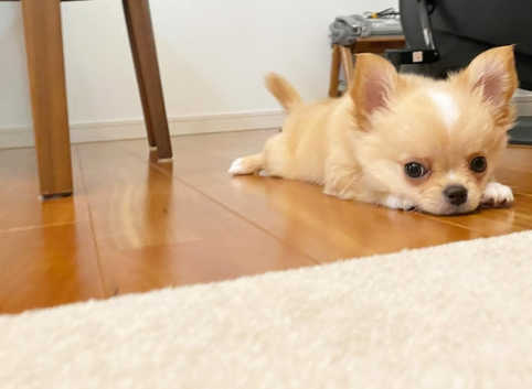 Chihuahua Breeder Tiny Haven Chihuahuas For Sale Chihuahua Dogs