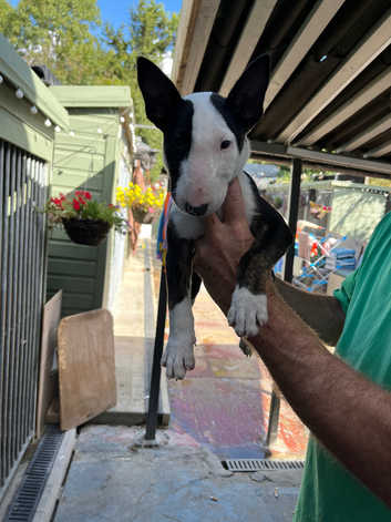 English bulterrier