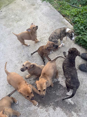 Lurcher Puppies and Dogs for sale in Shropshire Freeads