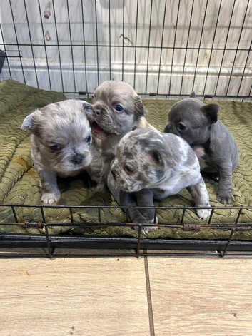 French Bulldog Puppies and Dogs for sale in Jersey Freeads