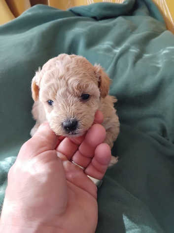 Dog Breed Female Havanese Puppies For Sale Princess Havanese Puppy