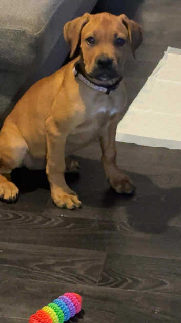 Girl french x English mastiff