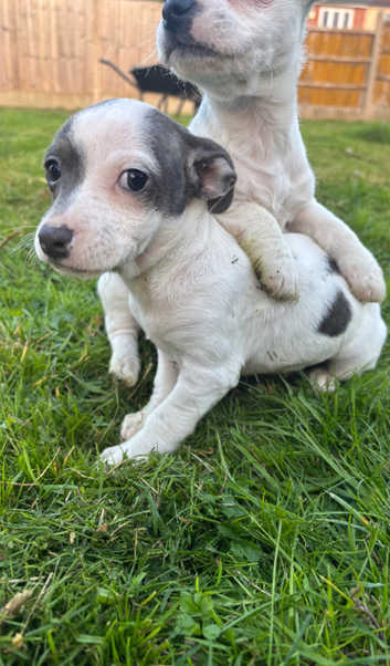 Russell Puppies Manchester Terrier Cross Jack Russell Jack