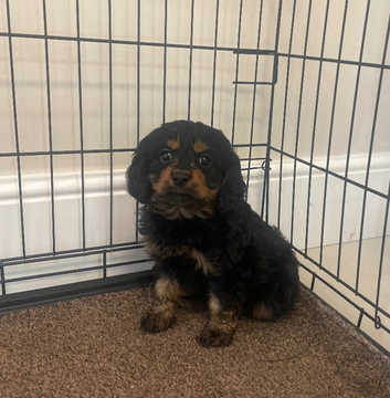 Boarding Kennels Pupstarz Mobile Grooming Mixed Breed Puppies And