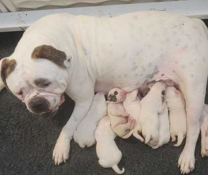 White English English Bulldog Price Puppy Dog Price English