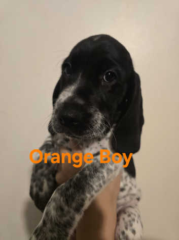 Blue Roan Cocker Spaniel Mix