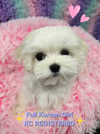 Maltese Puppies and Dogs for sale in Poole Freeads