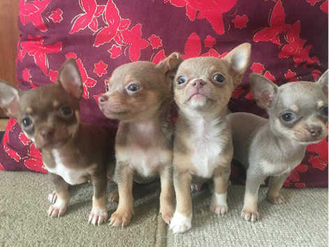 Teacup Puppies Pure Chihuahua Puppies Chihuahuas Puppies And Dogs