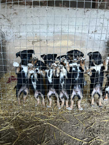 Border Collie Puppies and Dogs for sale in Scotland Freeads