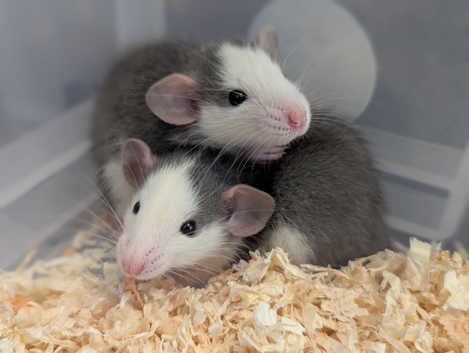 Waiting List For Baby Dumbo Rats, Husky Colour in Llanelli on