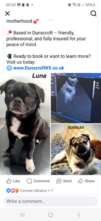 Pug Puppies and Dogs for sale in Guisborough Freeads