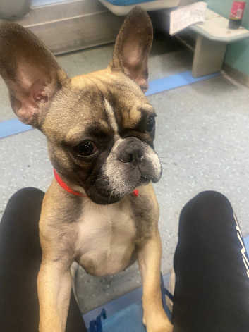 French Bulldog Puppies and Dogs for sale in Surrey Freeads