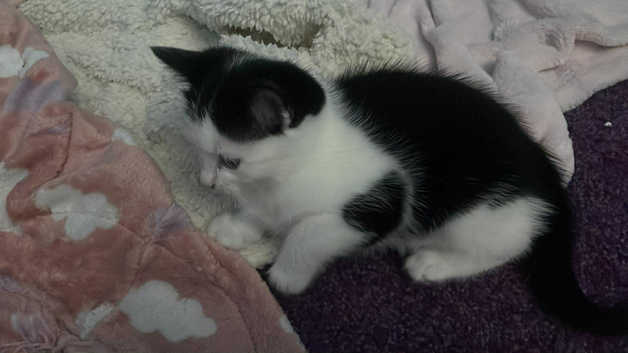 Cat Rescue My Male Cat Is Missing Foothills Animal Shelter Lost