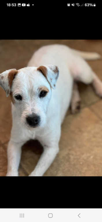 Parson Russell Terrier Puppies and Dogs for sale in York Freeads