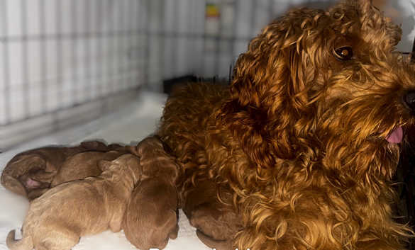 Cockapoo Puppies and Dogs for sale in West Midlands Freeads