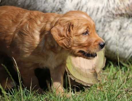 Flat Coated Retriever Half Golden Retriever Half Irish Setter