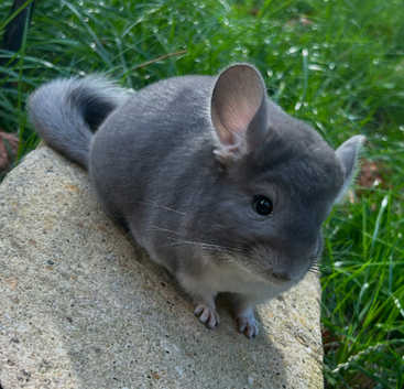 Chinchillas for sale in Kent Freeads