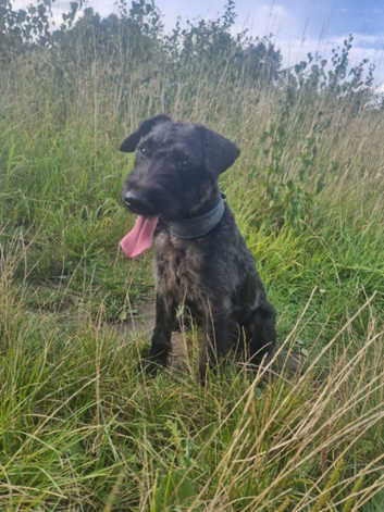 Terrier Dog Breed Patterdale Terrier Cross Older Border Terriers