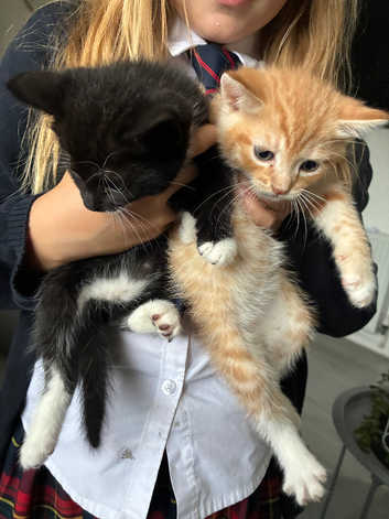 Lovely kittens
