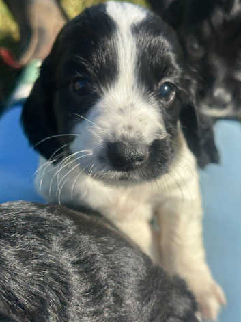 Cocker Spaniel Puppies and Dogs for sale in Elgin Freeads