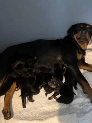 Rottweilers Puppies and Dogs for sale in Leigh Freeads