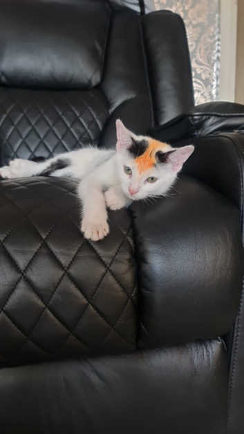 Kitten with free enclosed toilet and scratch mat European short-hair black and white