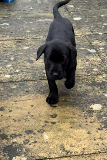 Labrador Retriever Puppies and Dogs for sale in Southampton Freeads