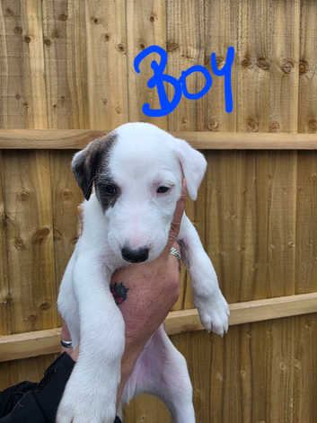 Saluki Puppies and Dogs for sale in North Yorkshire Freeads