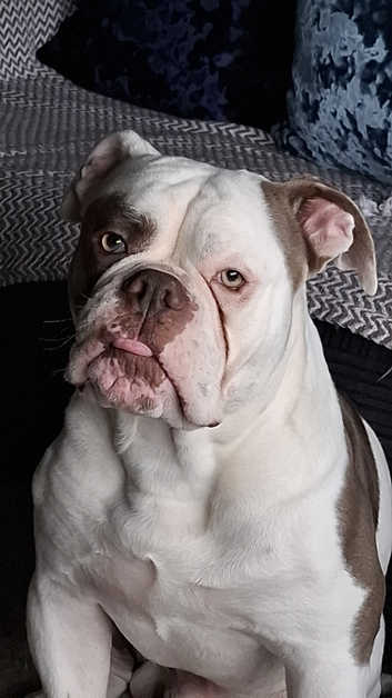 English Bulldog Puppies and Dogs for sale Freeads