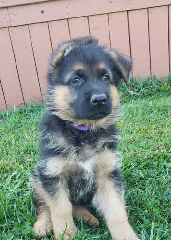 Gsd English German Shepherd Cheap Two Types Of German Shepherds