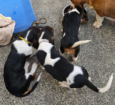 Dog Breed Hounds Haven Basset Rescue Hounds Haven Basset Rescue