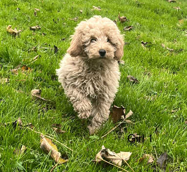 Miniature Poodle Puppies and Dogs for sale in Scotland Freeads