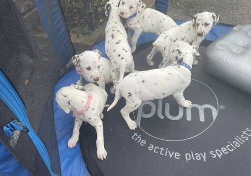 Poodle Dalmatian Cross Puppies For Sale Dalmatians Puppies And